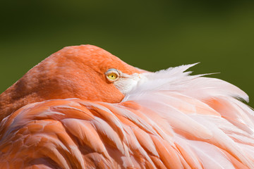 Fototapeta premium Closeup portrait of a flamingo