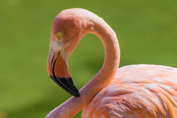 Gardinen Nahaufnahmeportrait eines Flamingos © Thorsten Spoerlein