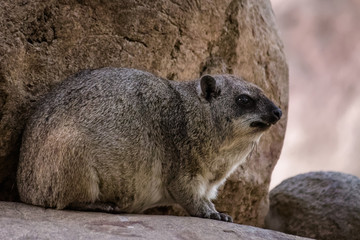 Rock hyrax sitting on a rock