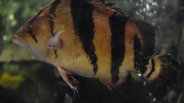Freshwater fish and aquatic organisms
