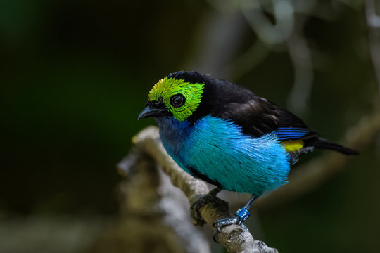 Paradise tanager sitting on a branch