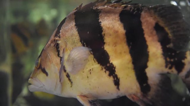Freshwater fish and aquatic organisms