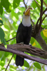 Toco Toucan in a tree