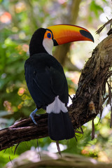 Toco Toucan in a tree