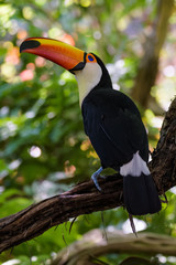 Toco Toucan in a tree