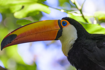 Closeup of an adult Toco Toucan