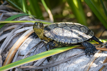 California turtle sitting on land