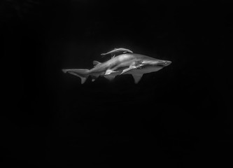 Fototapeta na wymiar White shark hunting under water. Predator under light in ocean.