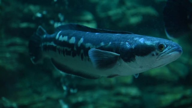Freshwater fish and aquatic organisms