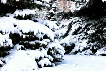 winter fir tree sunlight