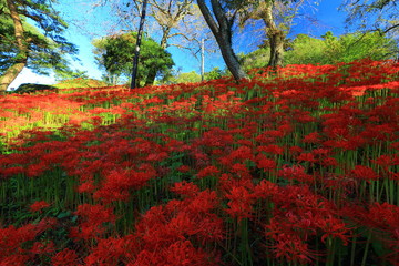宮城県　彼岸花群生地