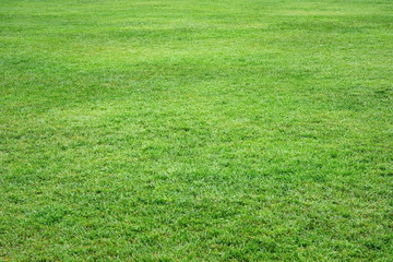 beautiful smoothly neatly trimmed manicured lawn with green grass in the city park. Background