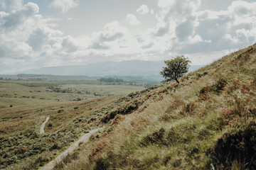 Scotland landscape green trees way sea