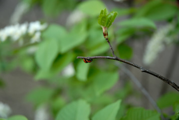 leaf on tree and bud