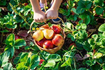 Child with an apple. Selective focus. Garden.