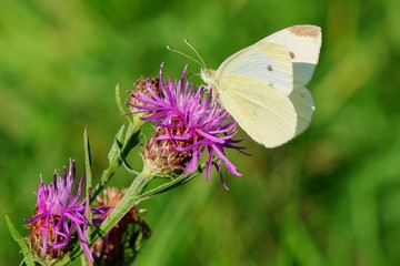 Cabbage butterfly sitting on violet flower - closeup