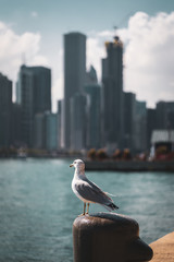 Möwe mit Skyline von Chicago im Hintergrund