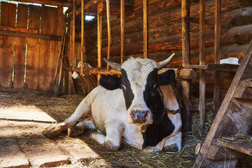 Happy cow in willage house barn is laying sleeping and relaxing