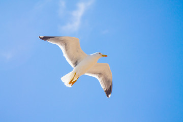 A lone gull in a clear blue sky with small white clouds.