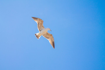 Obraz premium A lone gull in a clear blue sky with small white clouds.