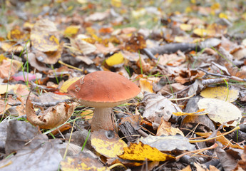 Orange-cap boletus Leccinum. Red-capped scaber stalk in the forest.