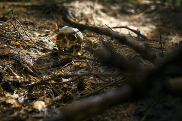 Human skull in the forest on the ground near the tree trunk, sprinkled with pine needles and illuminated by a beam of light. A replica of a human skull for Halloween