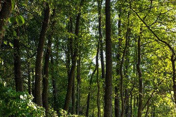 Alnus glutinosa named common alder forest. Important Europe habitat. Ukraine
