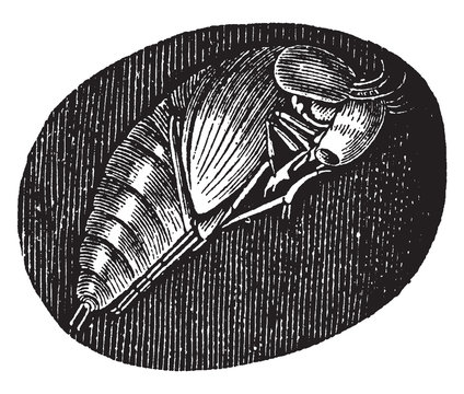 Pupa of the Hydrophilus Piceus, vintage illustration.