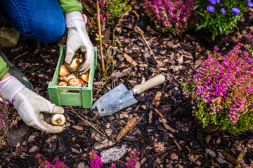 Autumn planting bulbs of flowers in the garden. 