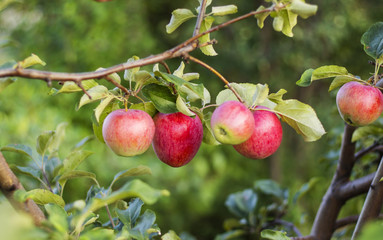 apple orchard, ripe fruits hanging on branch