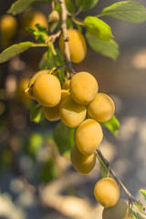 yellow plum in the garden