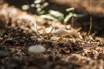 forest mushrooms fungus