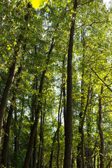 Obraz premium Alnus glutinosa named common alder forest. Important Europe habitat. Ukraine
