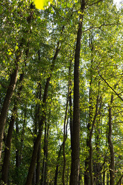 Alnus glutinosa named common alder forest. Important Europe habitat. Ukraine