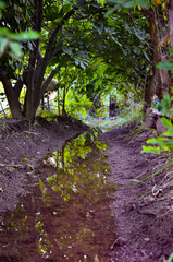 stream of water in the forest is on the brink of drought