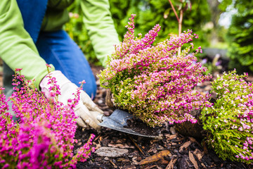 Autumn planting heathers in the garden.