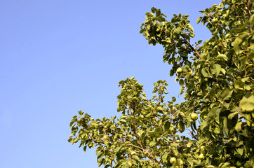 tree in spring with blue sky 