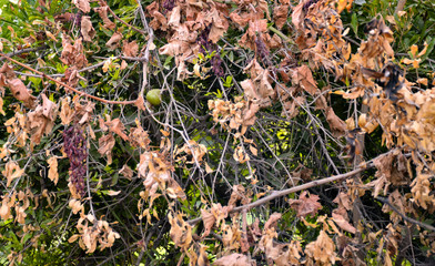 autumn leaves