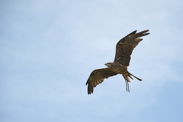 Obraz premium Captive black kite (milvus migrans) in flight