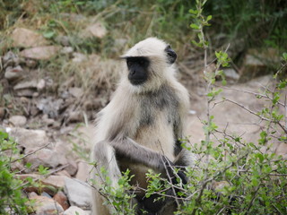 monkey amber fort jaipur