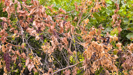 autumn leaves in the forest