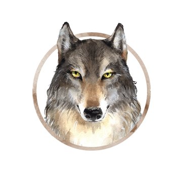 Wolf . Animal head. Watercolor illustration isolated on white