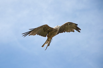 Obraz premium Captive black kite (milvus migrans) in flight