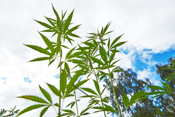 Young leaves of marijuana on sky background
