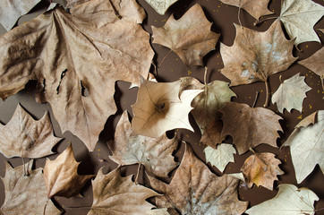 Autumn leaves on a isolated brown background