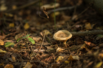 Lactarius is a genus of mushroom-producing, ectomycorrhizal fungi, containing several edible species. The species of the genus, commonly known as milk-caps