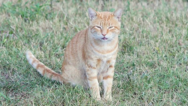 lovely cat