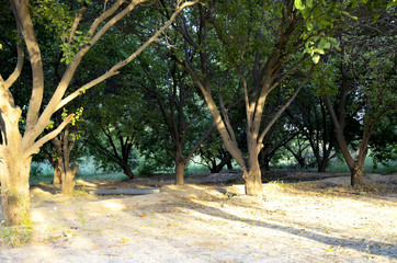 sun light on trees in the park