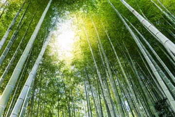 Papier Peint photo autocollant Bambou Forêt de bambous à Kyoto, Japon