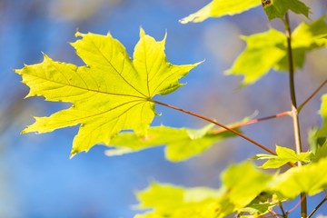 Fototapeta na wymiar Yellow Autumn Maple Leaves on the Branches